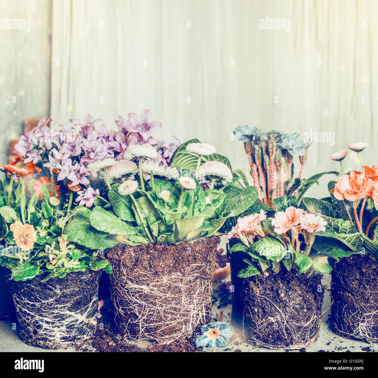 Verschiedene Blumen für die Bepflanzung im Garten oder Töpfe, Retro-getönt Stockfoto