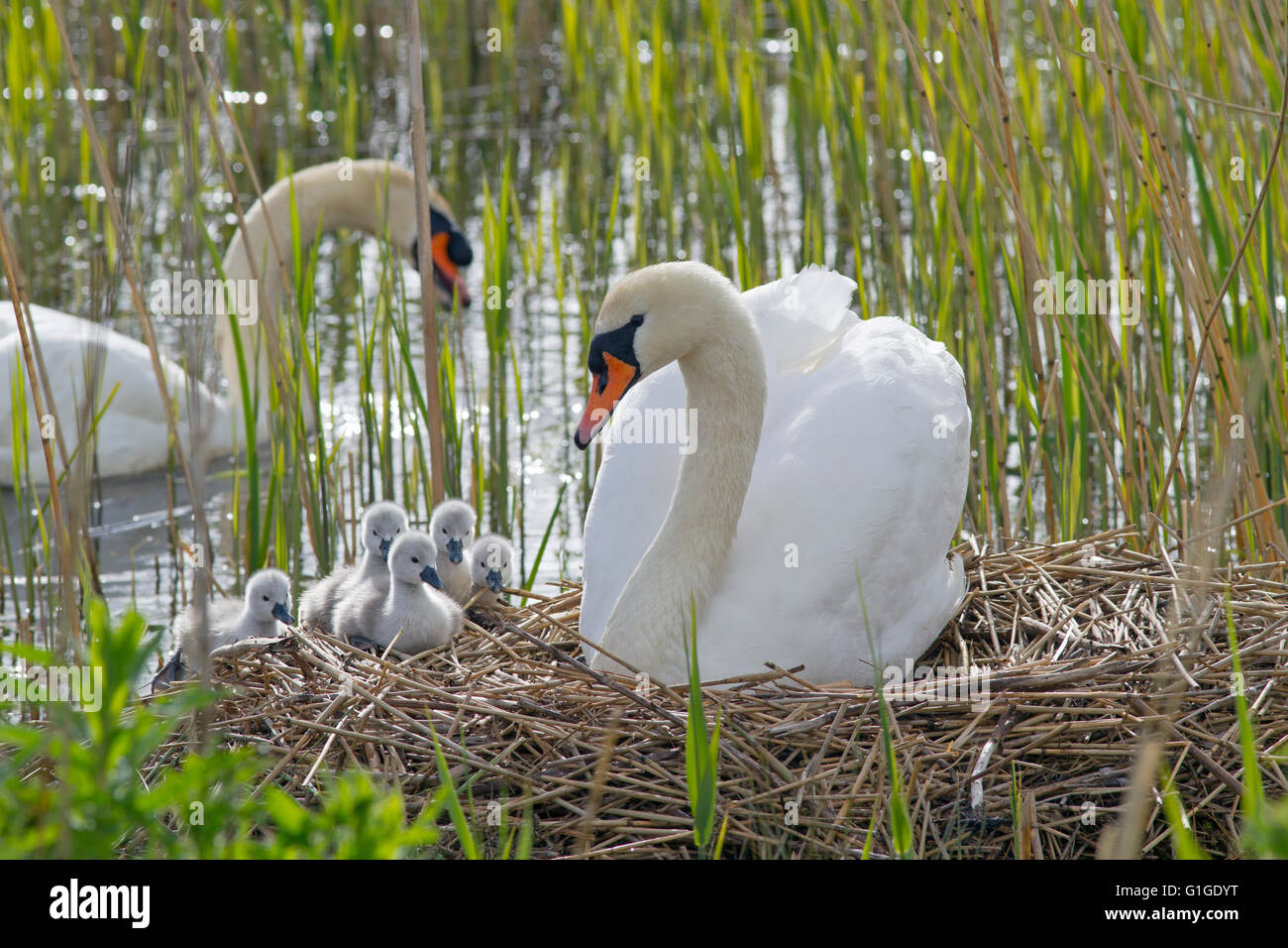 Höckerschwan Cygnus Solar auf dem Nest mit frisch geschlüpften Cygnets Stockfoto