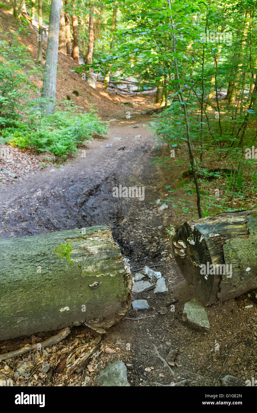 Umgestürzter Baum blockiert einen Wanderweg im Wald in den Ardennen, Belgien mit einem Stück gesägt leichter überqueren. Stockfoto