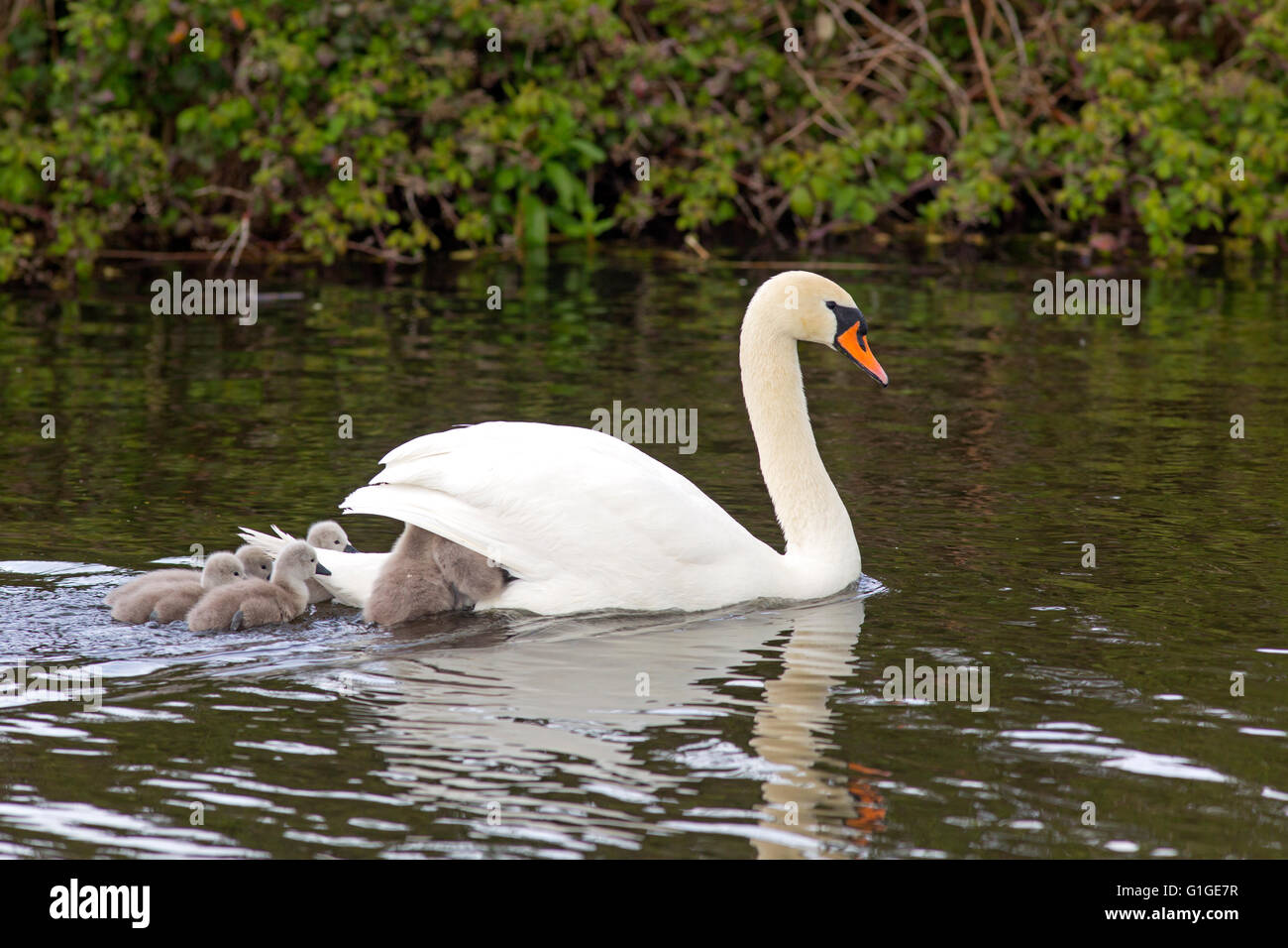 Höckerschwan Cygnus Solar Weibchen Schwimmen mit frisch geschlüpften Cygnets Stockfoto