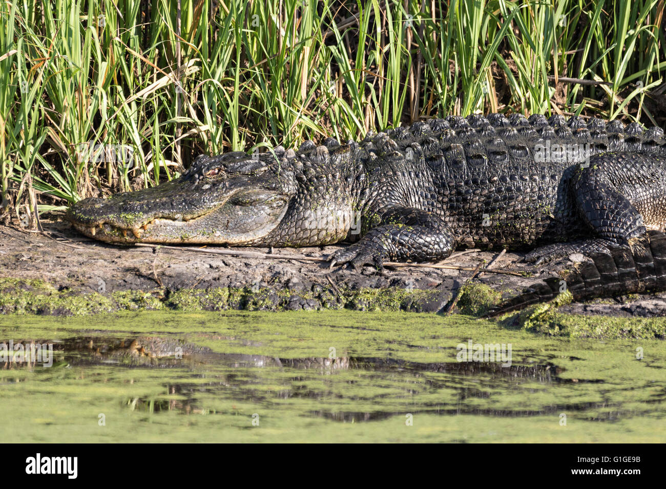 Amerikanische Krokodile sonnen sich auf einer Bank an einem Kanal in der Donnelley Wildlife Management Area 9. Mai 2016 im grünen Teich, South Carolina. Die Erhaltung ist Teil des größeren ACE Becken Natur Flüchtlings, eine der größten unbebauten Mündungen entlang der atlantischen Küste der Vereinigten Staaten. Stockfoto