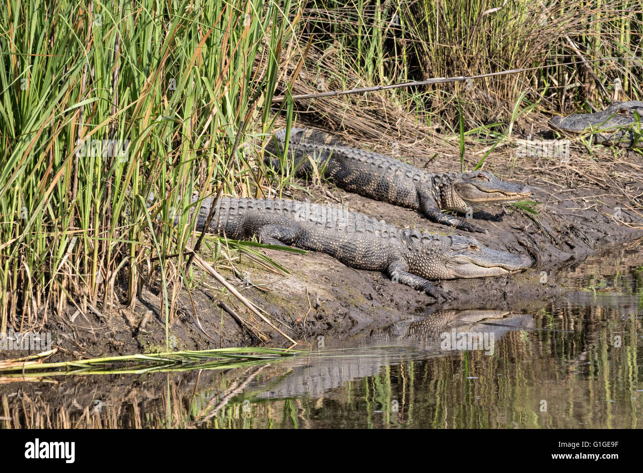 Amerikanische Krokodile sonnen sich auf einer Bank an einem Kanal in der Donnelley Wildlife Management Area 9. Mai 2016 im grünen Teich, South Carolina. Die Erhaltung ist Teil des größeren ACE Becken Natur Flüchtlings, eine der größten unbebauten Mündungen entlang der atlantischen Küste der Vereinigten Staaten. Stockfoto