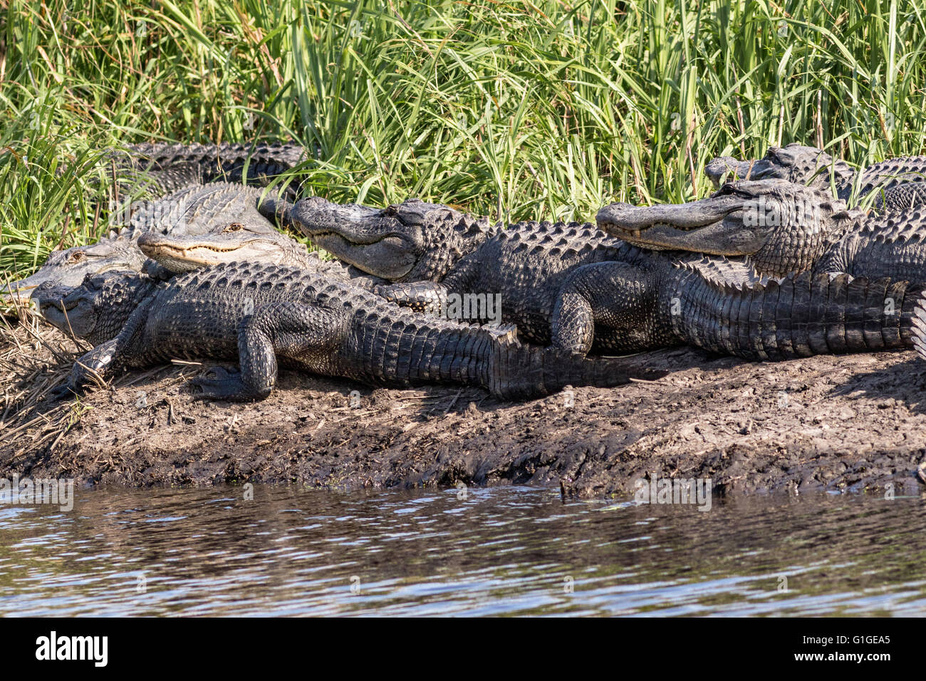 Amerikanischen Alligatoren Sonne entlang einer Bank in der Donnelley Wildlife Management Area 9. Mai 2016 im grünen Teich, South Carolina. Die Erhaltung ist Teil des größeren ACE Becken Natur Flüchtlings, eine der größten unbebauten Mündungen entlang der atlantischen Küste der Vereinigten Staaten. Stockfoto