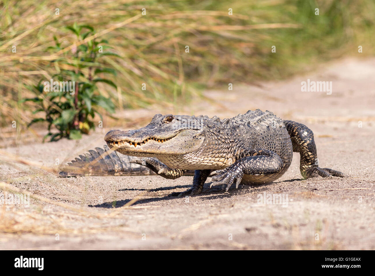 Ein amerikanischer Alligator Spaziergänge entlang eines Feldwegs in Donnelley Wildlife Management Area 9. Mai 2016 im grünen Teich, South Carolina. Die Erhaltung ist Teil des größeren ACE Becken Natur Flüchtlings, eine der größten unbebauten Mündungen entlang der atlantischen Küste der Vereinigten Staaten. Stockfoto