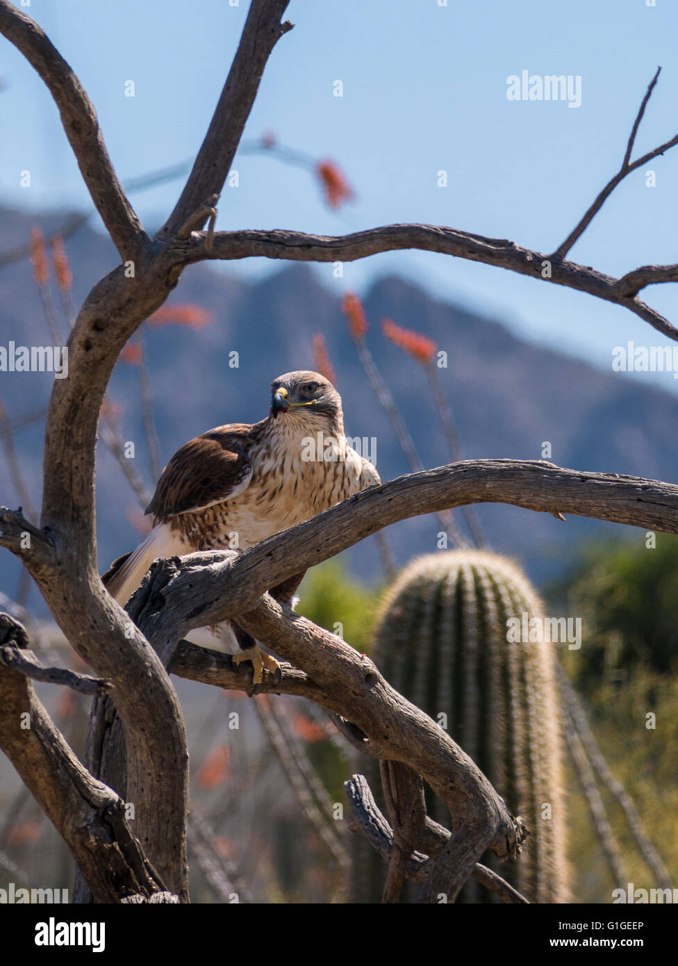 Eisenhaltiger Falke (Buteo Regalis), Arizona-Sonora Desert Museum, Tucson, Arizona. Stockfoto