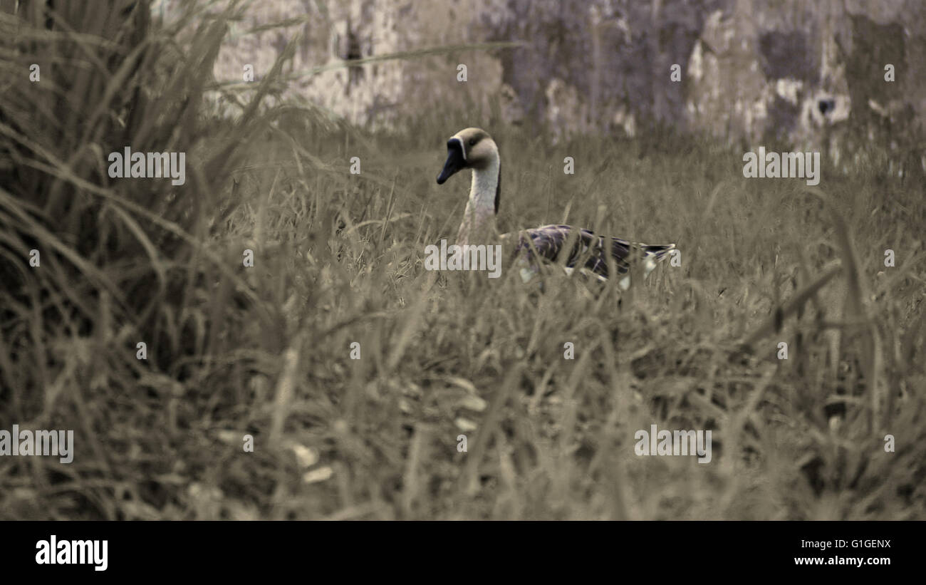 die Ente von verwirrt Stockfoto