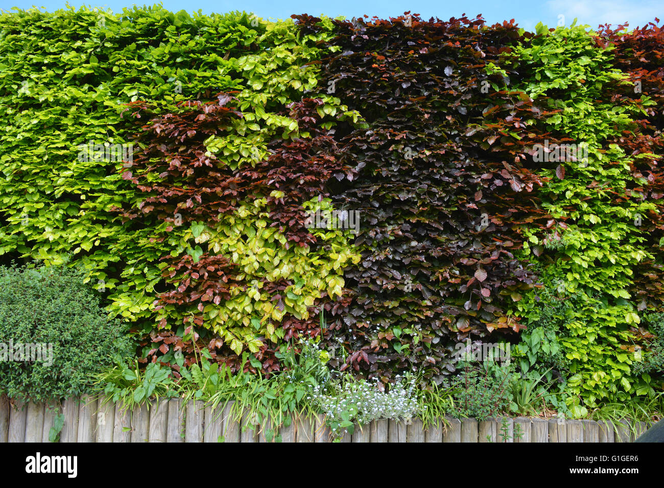 Buche-Hecke, Fagus Sylvatica. Blutbuche oder lila Buche, Fagus Sylvatica 'Purpurea' Stockfoto
