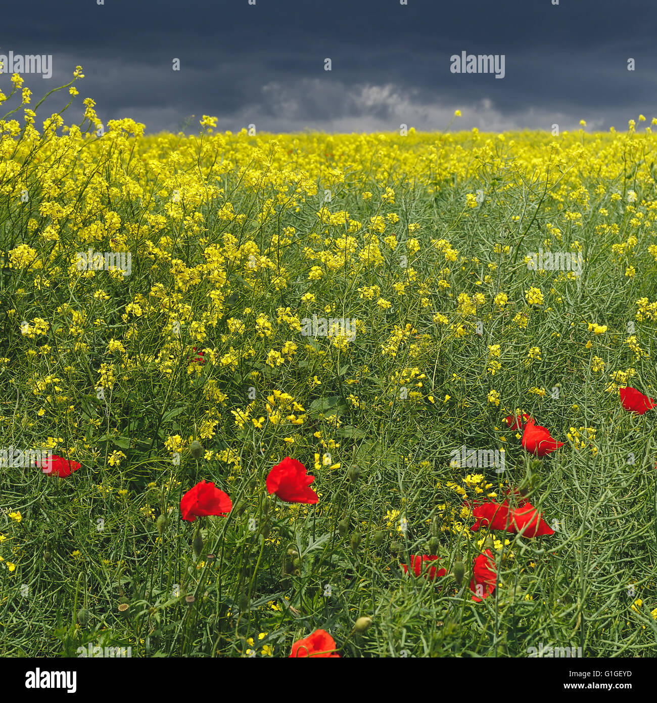 Feld mit Blumen Raps und Mohn mit dramatischen stürmischen Himmel Stockfoto