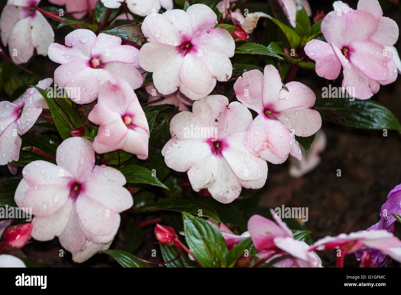 Gruppe von weiß - rosa nass Primeln. Primulaceae Primula. Primeln Stockfoto