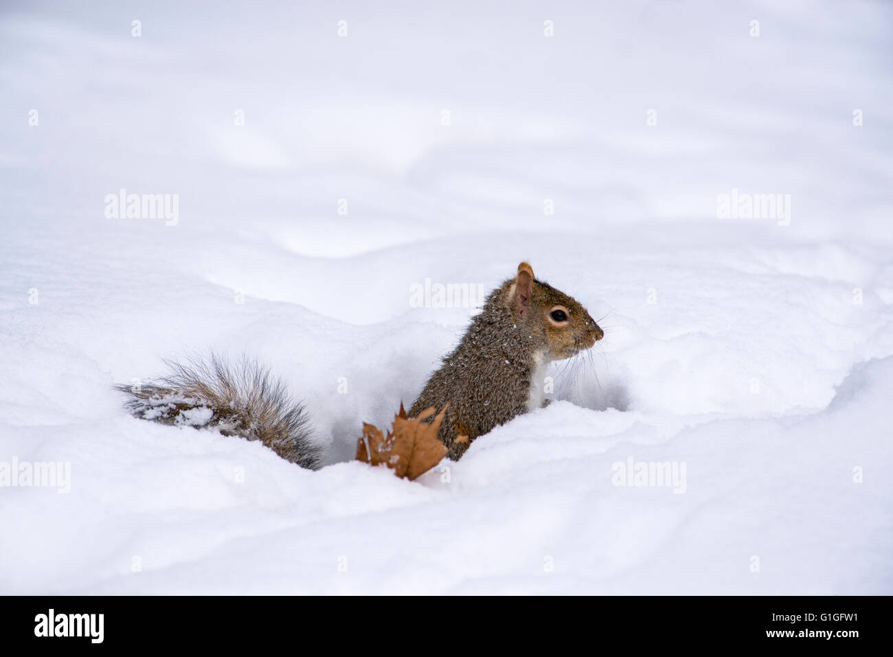 Östliche graue Eichhörnchen (Sciurus Carolinensis) auf Nahrungssuche nach Schneesturm, Michigan USA Stockfoto