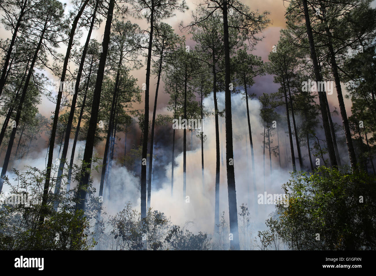 Vorgeschriebenen brennen, Longleaf Pine Wald (Pinus Palustris) Südosten der USA Stockfoto