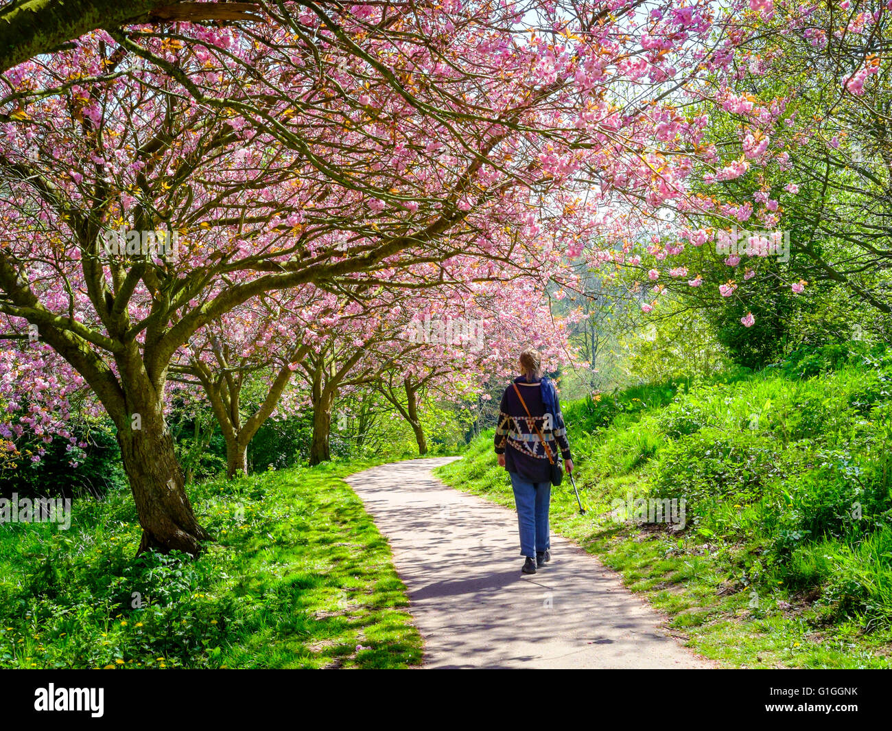 Frühling, eine ältere Dame laufen unter einer Blüte Kirschbaum bedeckt Stockfoto