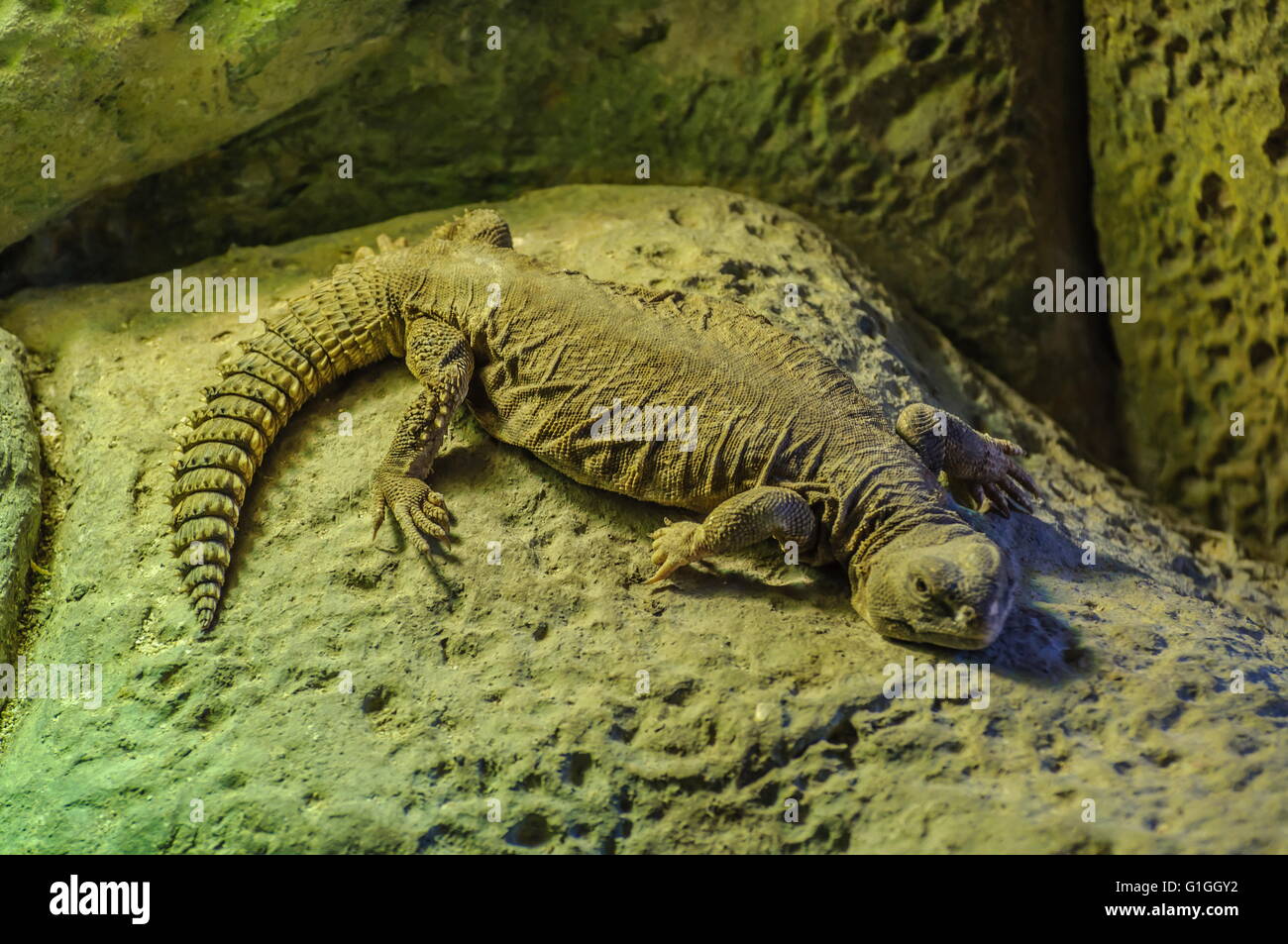 Eine große geringelt Eidechse mit einem abgeflachten Körper im Loro Parque, Teneriffa, Kanarische Inseln. Stockfoto