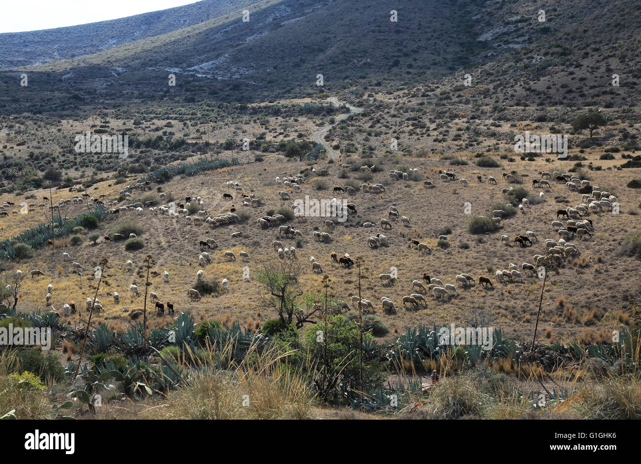 Herde von Schafen und Ziegen Weiden im trockenen kargen Landschaft, Presillas Bajas, Nationalpark Cabo de Gata, Almeria, Spanien Stockfoto