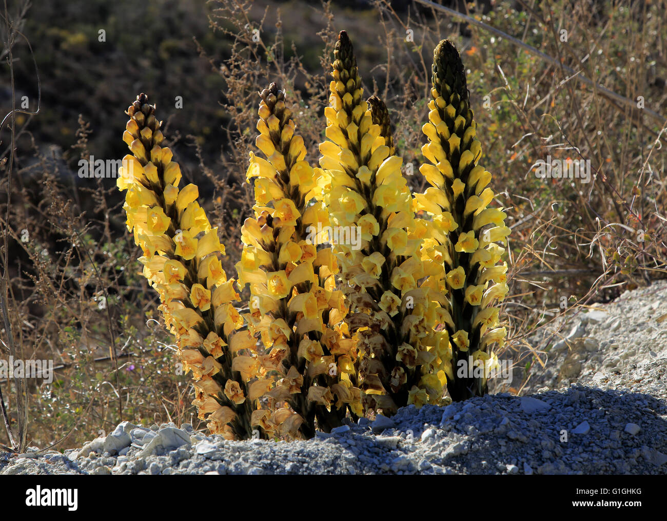 Gelbe Roman, Cistanche Phelypaea, Blüte in Paraje Natural de Karst En