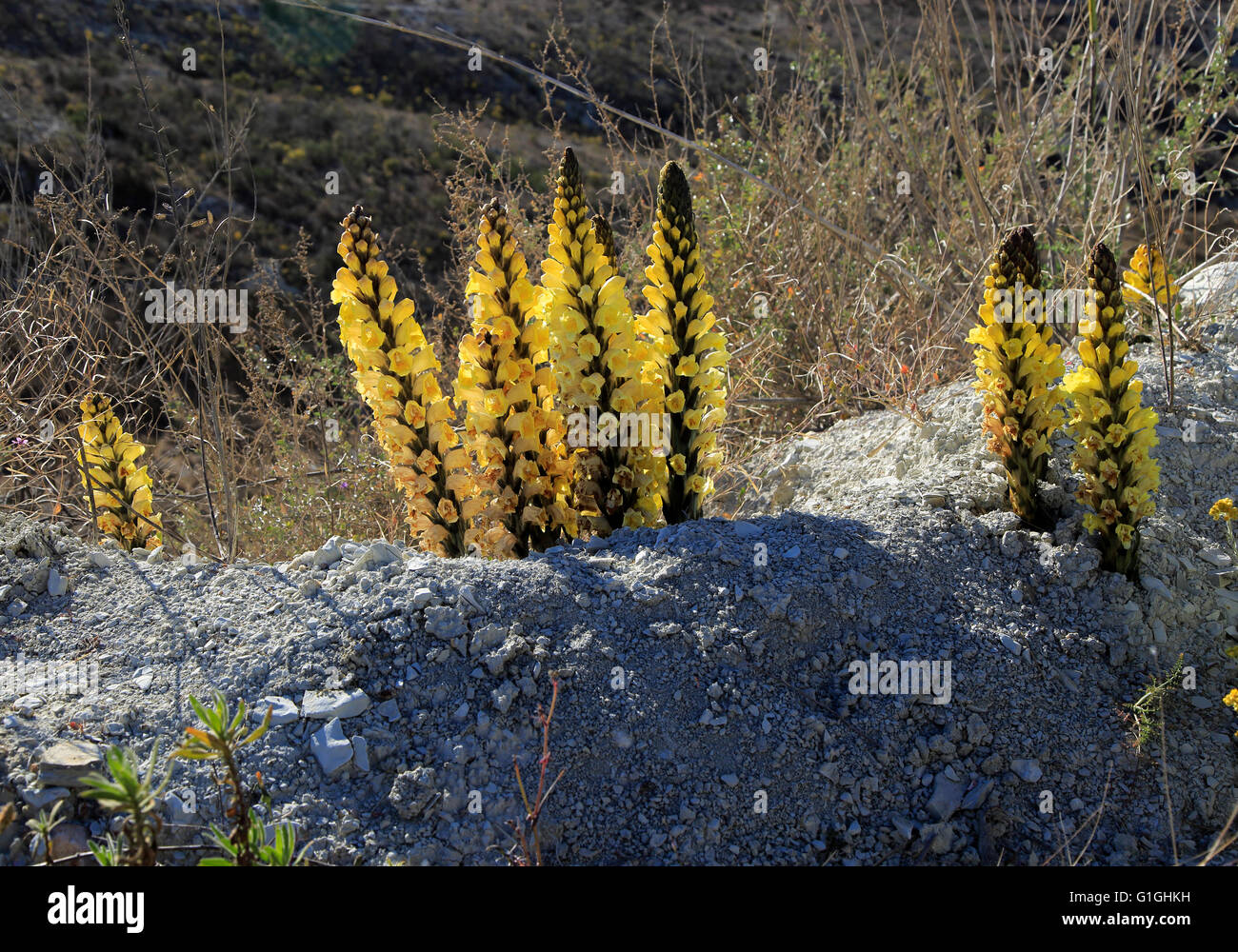 Cistanche Phelypaea Stockfotos und bilder Kaufen Alamy