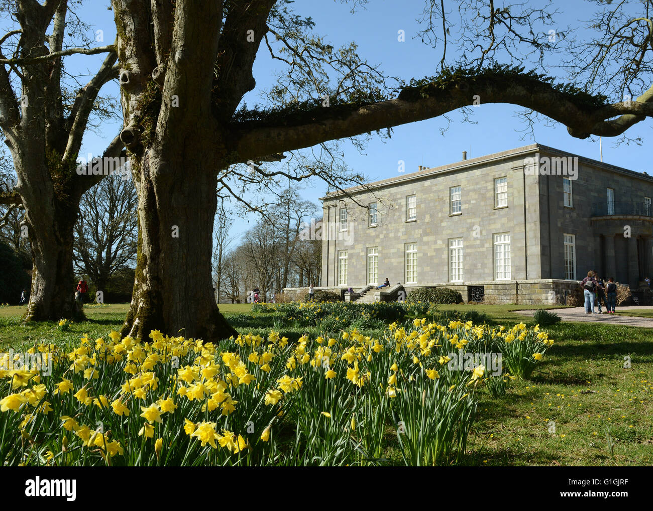 Narzissen und die Westfassade des Arlington Court North Devon Chichester Family Home National Trust House and Gardens Stockfoto