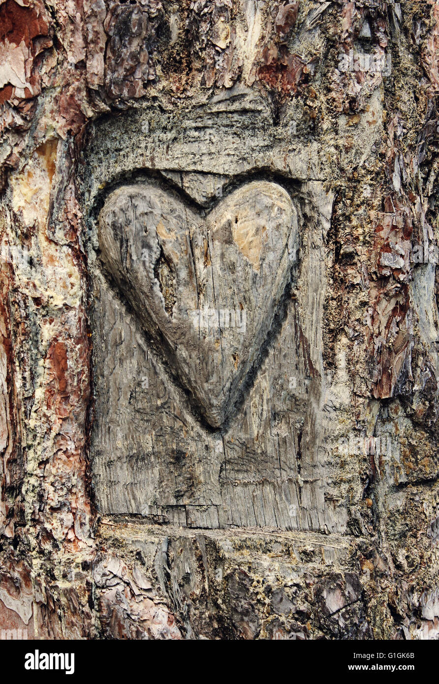 Herz in der Rinde eines Baumes, Symbol der Liebe geschnitzt Stockfoto