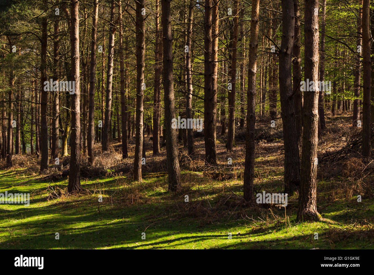 Bäume in Knole Park, Sevenoaks, Kent, England, Vereinigtes Königreich Stockfoto