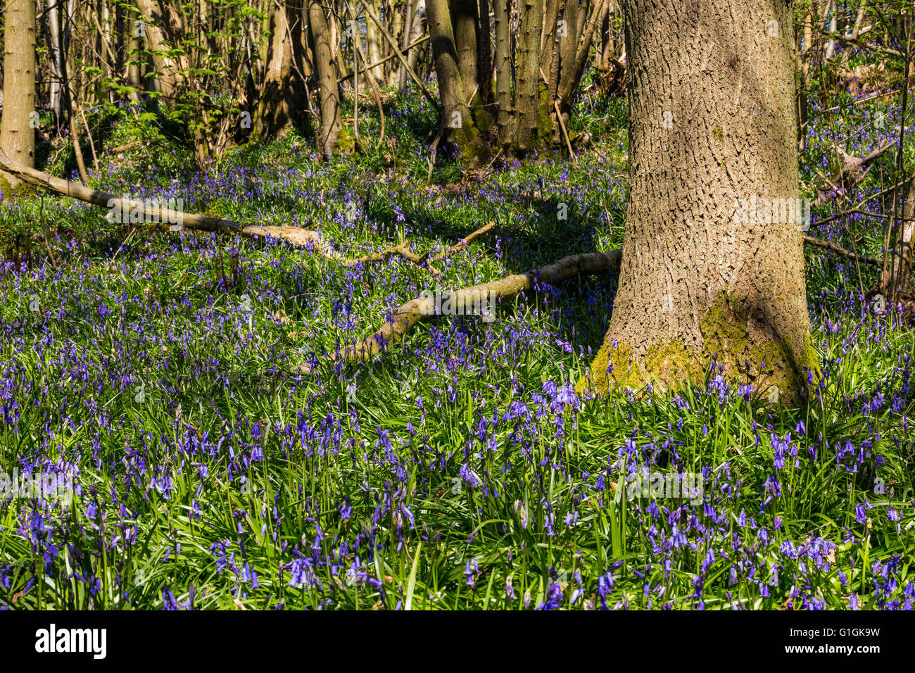 Glockenblumen in Knole Park, Sevenoaks, Kent, England, Vereinigtes Königreich Stockfoto