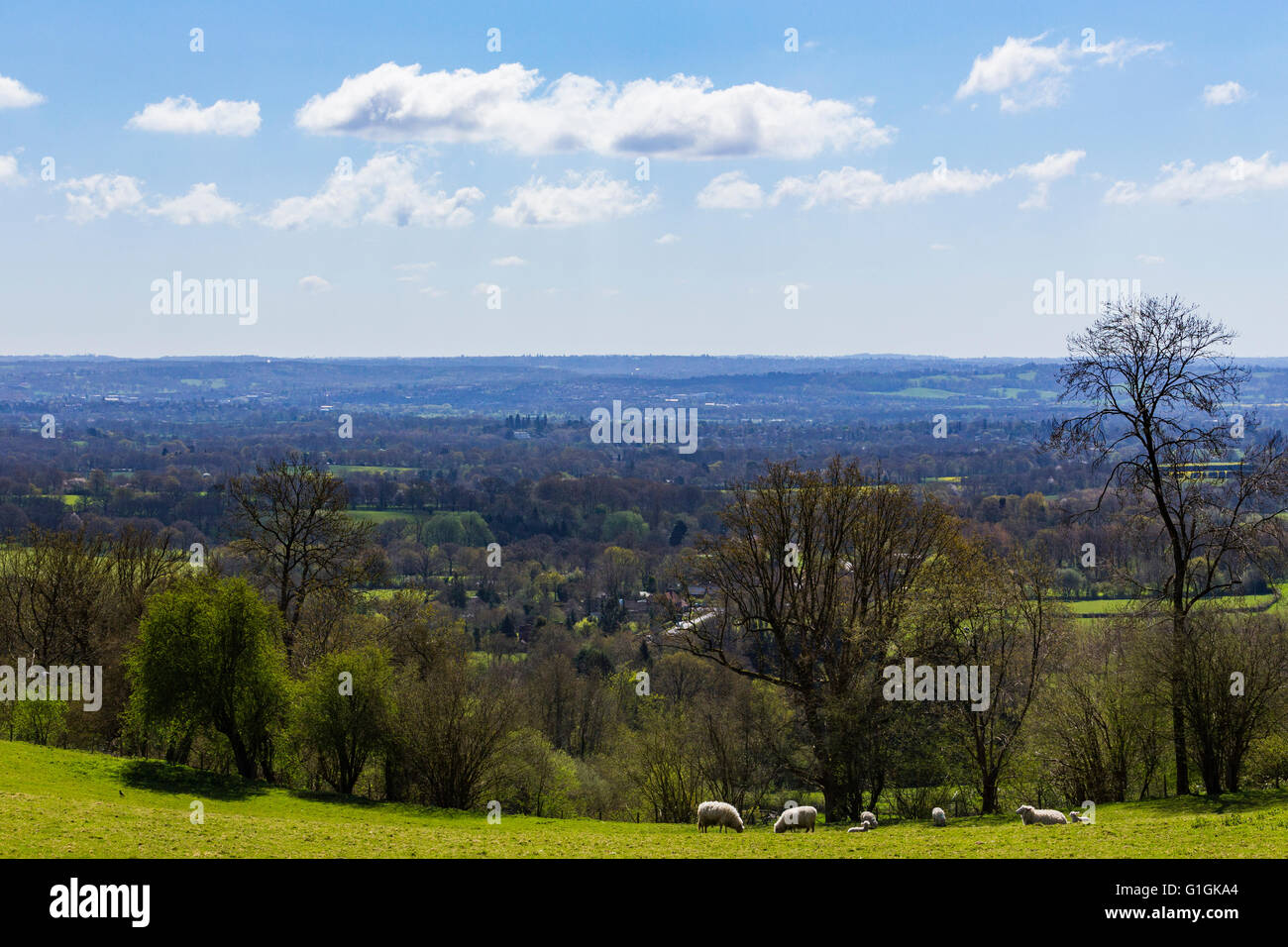 Speep Beweidung in der Grafschaft Kent von Knole Park, Sevenoaks, Kent, England, Vereinigtes Königreich Stockfoto