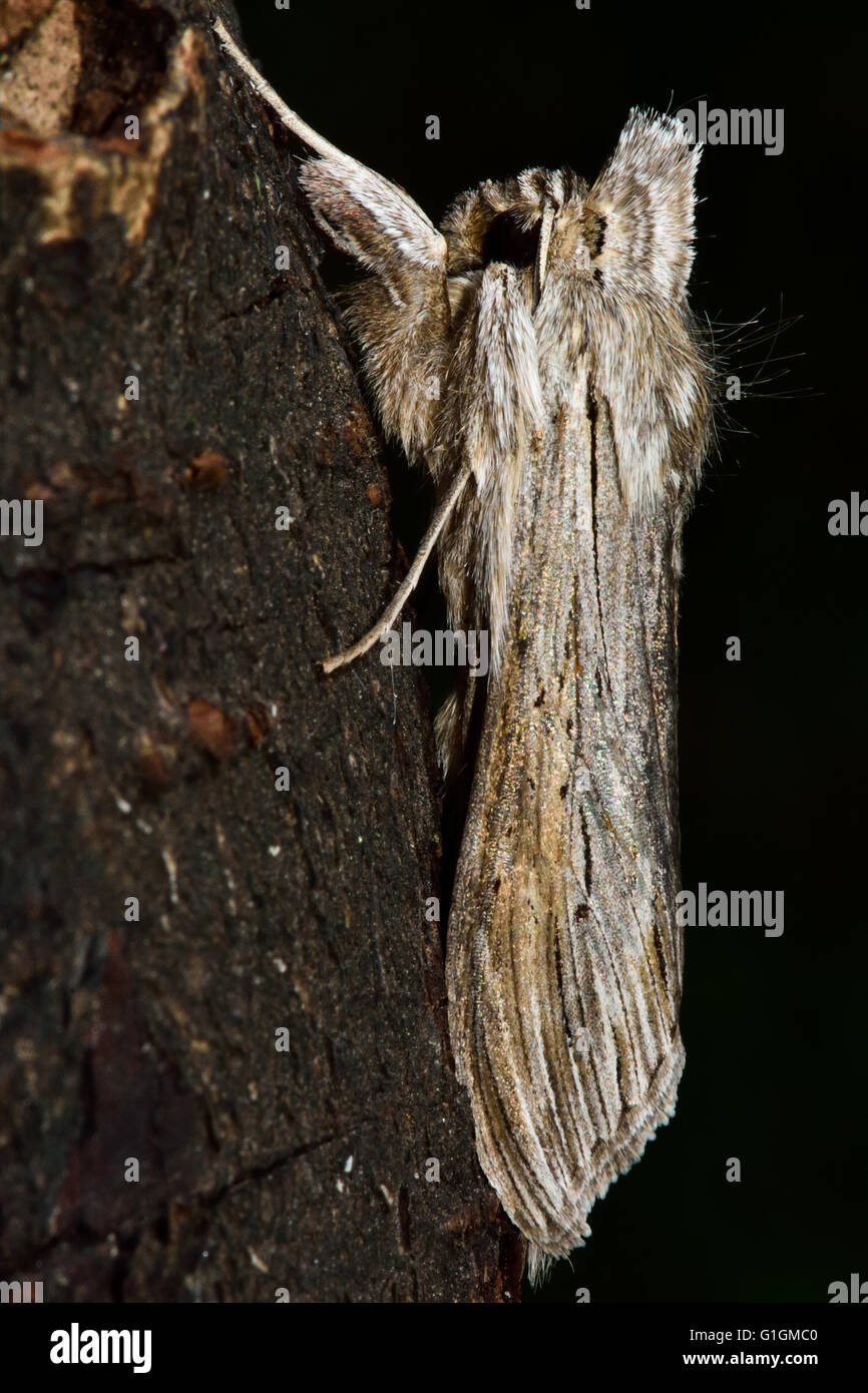 Die Hai-Motte (Cucullia Umbratica). Britische Insekt in der Familie Noctuidae, die größte britische Familie von Motten Stockfoto