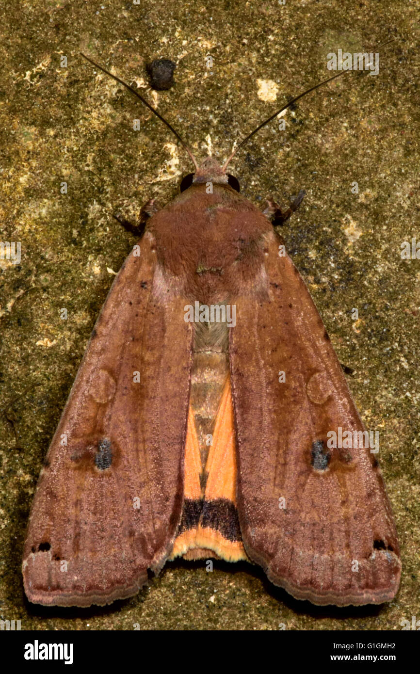 Großes gelbes Underwing Motte (Noctua Pronuba). Britische Insekt in der Familie Noctuidae, die größte britische Familie von Motten Stockfoto