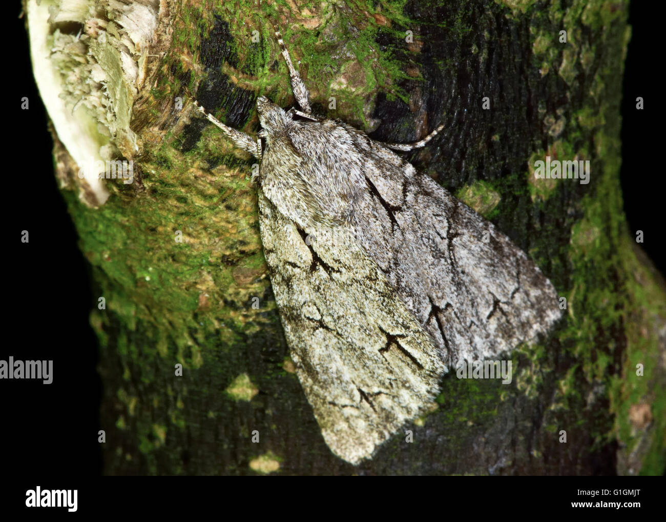Grauen Dolch Motte (Acronicta Psi). Britische Insekt in der Familie Noctuidae, die größte britische Familie von Motten Stockfoto