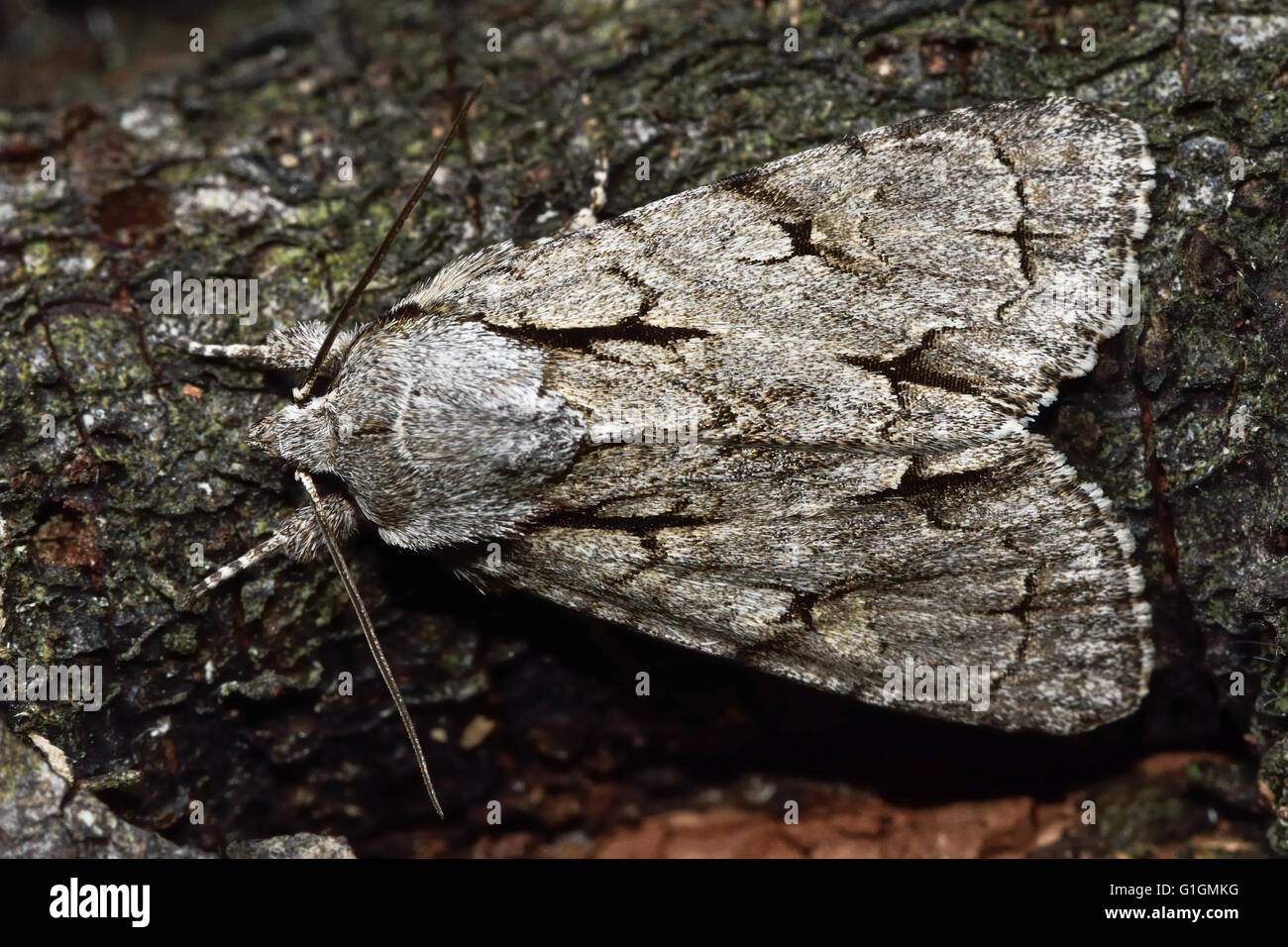 Grauen Dolch Motte (Acronicta Psi) im Profil. Britische Insekt in der Familie Noctuidae, die größte britische Familie von Motten Stockfoto