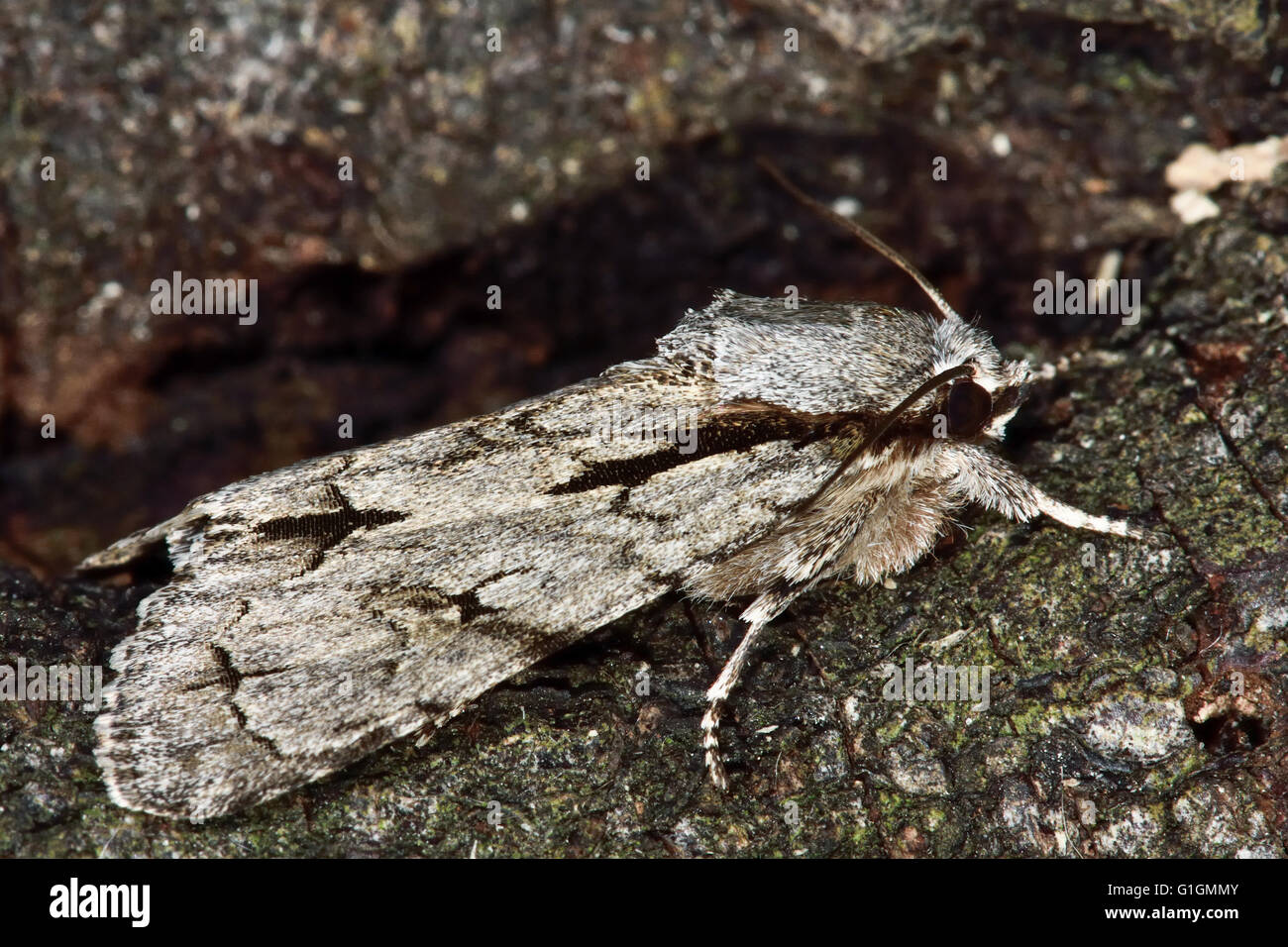 Grauen Dolch Motte (Acronicta Psi) im Profil. Britische Insekt in der Familie Noctuidae, die größte britische Familie von Motten Stockfoto