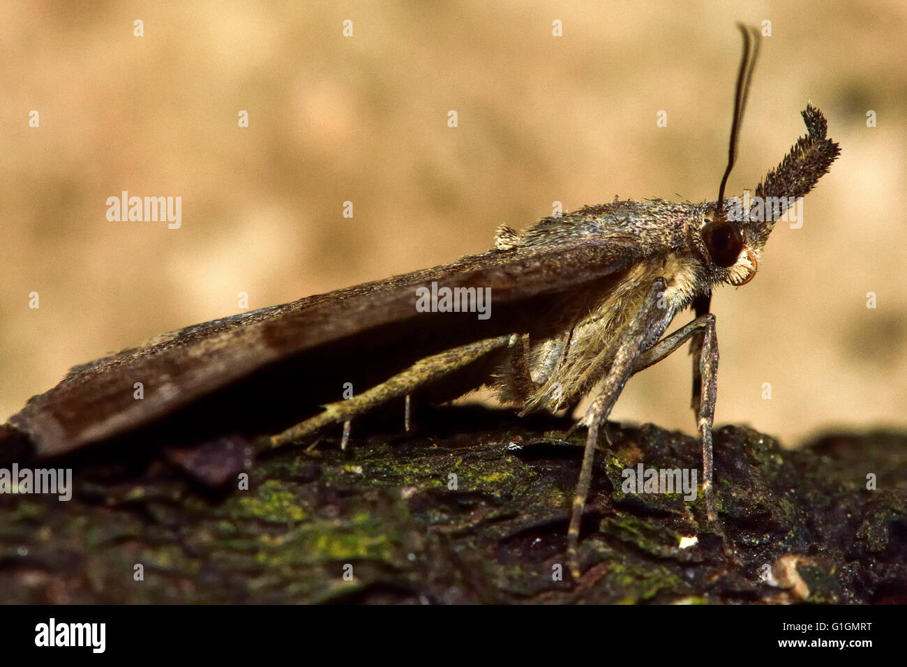 Die Schnauze Moth (Hypena Proboscidalis) im Profil zeigt Palpen. Britische Insekt in der Familie Erebidae, zuvor in Noctuidae Stockfoto