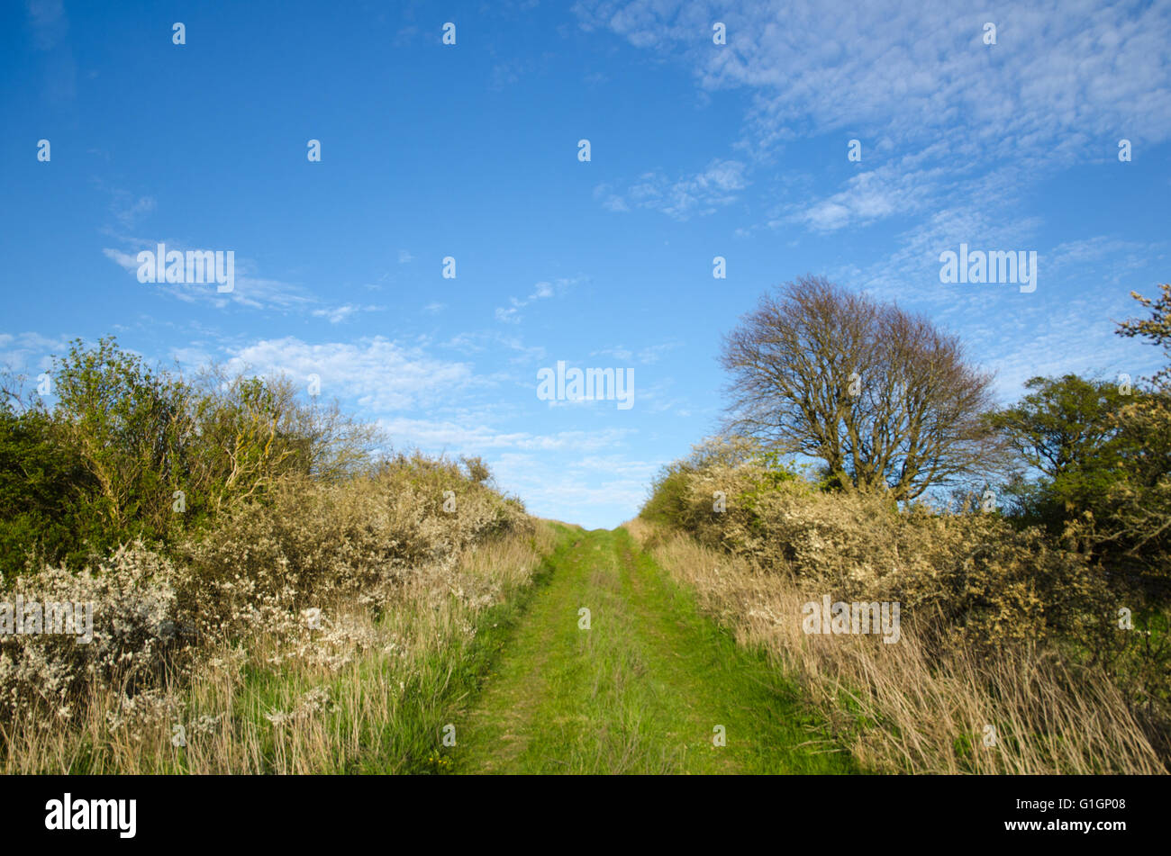 Grünen Wanderweg umgeben von Blackthorn Sträucher im Frühjahr führt nach oben auf einem Hügel Stockfoto