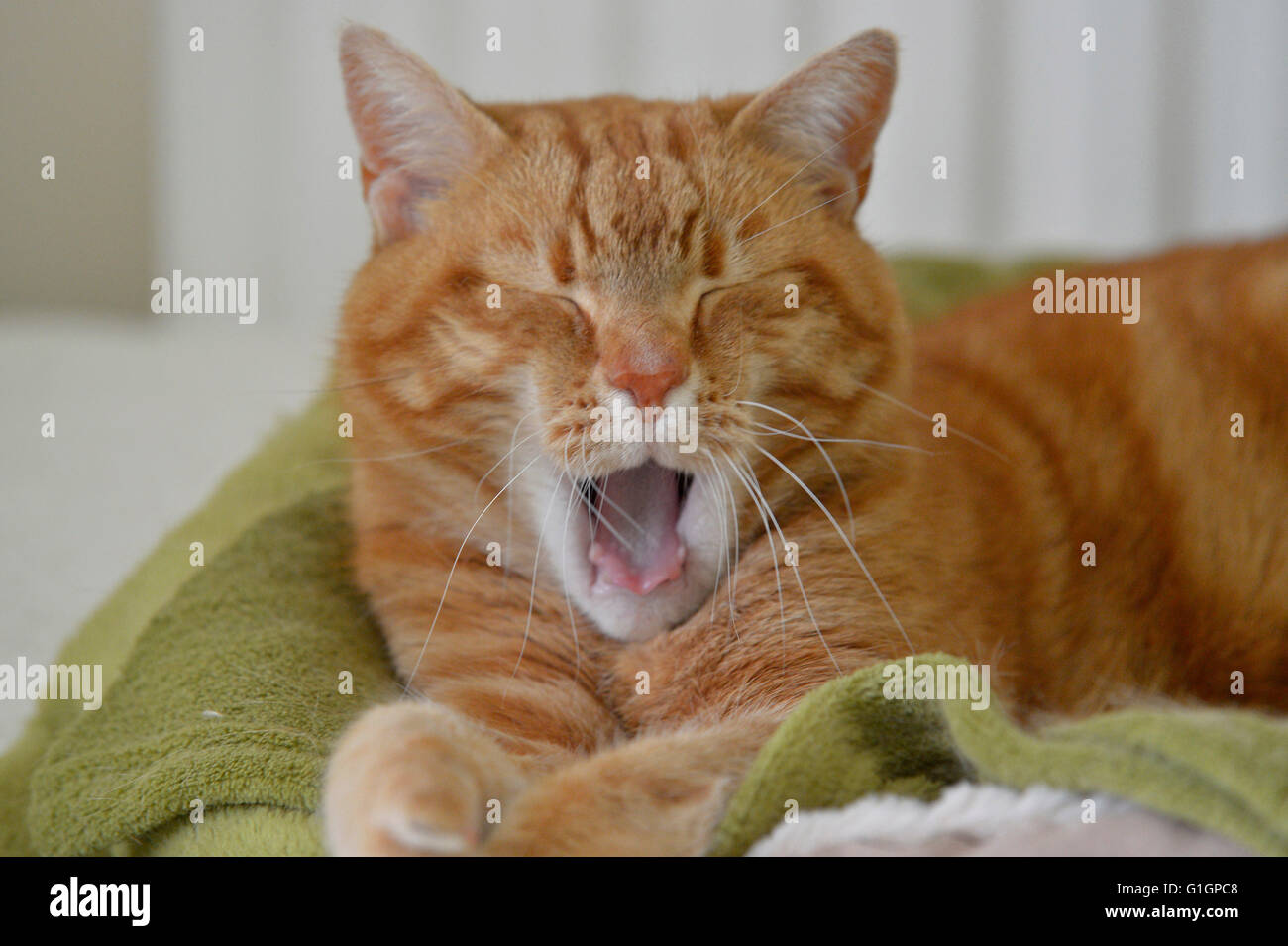 Ingwer-Hauskatze drinnen schlafen. Stockfoto