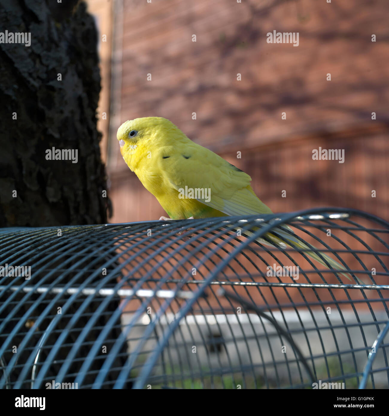 Kleine gelbe Wellensittich Stockfoto