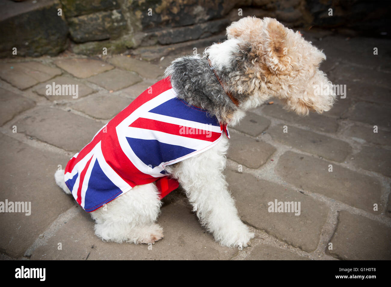 Ein Hund Union Jack England Flagge Regenmantel Mantel Hunde Hunde Rasse Tragen Tragen Von Pet Mantel Winter Wetter Warm Warme Pet Kleidung Stockfotografie Alamy