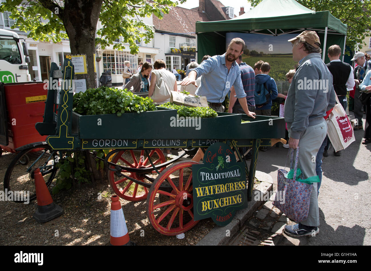 Alresford, UK. 15. Mai 2016. Trauben von Brunnenkresse auf einem alten Warenkorb im Alresford Stadtzentrum. Feiert das 12 Brunnenkresse Festival in diesem Hampshire Marktstadt. Stockfoto