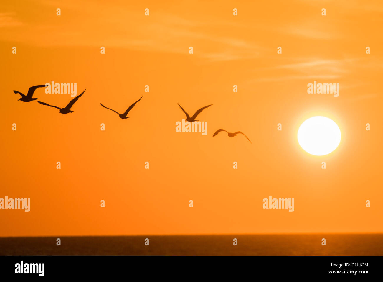 Aberystwyth, Wales UK Ceredigion, Sonntag, 15. Mai 2016 UK Wetter: eine Herde von Möwen fliegen über einen spektakulären Sonnenuntergang über dem Meer in Aberystwyth an der Cardigan Bay Küste von Wales.   Das Wetter war hell, aber Kühler Vortagen, und die Prognose ist für verunsichert, windig und nass Wetter in aus dem Westen bis zur Mitte der Woche Foto Kredit zu verbreiten: Keith Morris / Alamy Live News Stockfoto