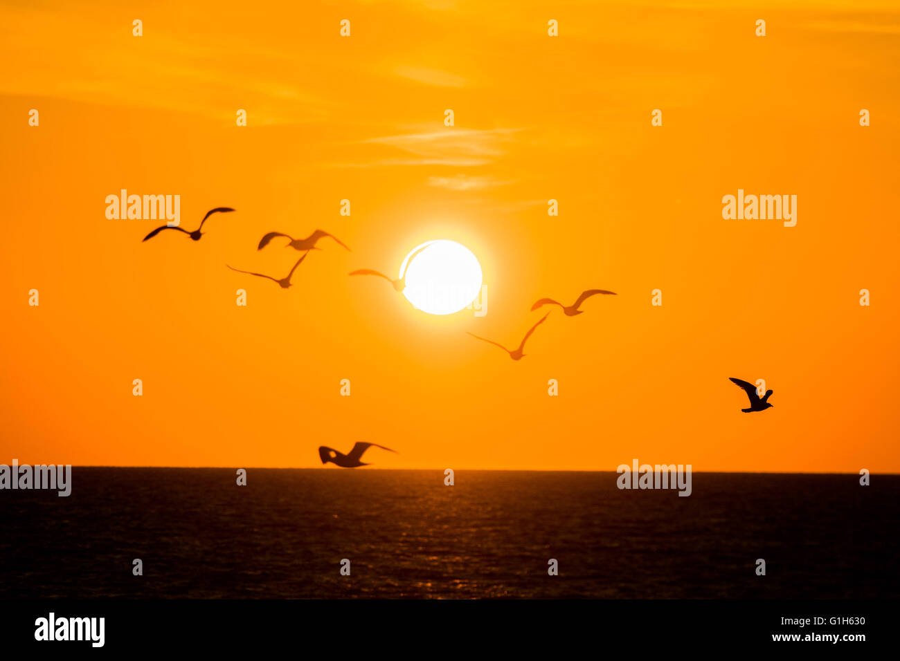Aberystwyth, Wales UK Ceredigion, Sonntag, 15. Mai 2016 UK Wetter: eine Herde von Möwen fliegen über einen spektakulären Sonnenuntergang über dem Meer in Aberystwyth an der Cardigan Bay Küste von Wales.   Das Wetter war hell, aber Kühler Vortagen, und die Prognose ist für verunsichert, windig und nass Wetter in aus dem Westen bis zur Mitte der Woche Foto Kredit zu verbreiten: Keith Morris / Alamy Live News Stockfoto