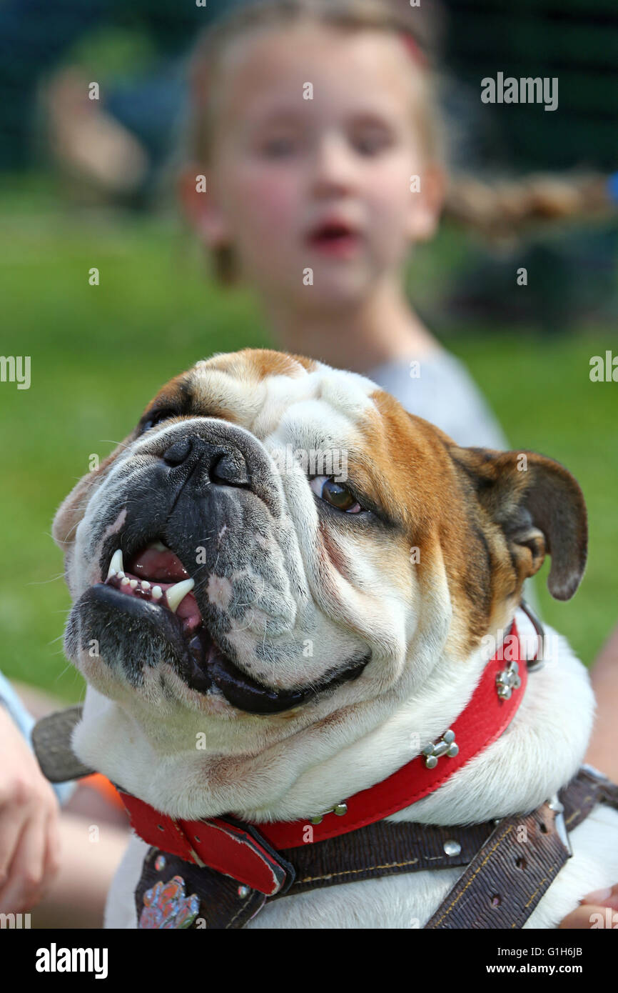 London, UK. 15. Mai 2016. Zeus die britische Bulldogge auf alle Hunde Angelegenheit große Hampstead bellen aus Nächstenliebe Hund zeigen auf Hampstead Heath in London, England. Alle Hunde Materie ist eine Rettung und Rehome Nächstenliebe für Hunde in London und die Rinde Off findet Gelder für die Nächstenliebe sowie verfügbaren Rettungshunde für Annahme zeigen. Bildnachweis: Paul Brown/Alamy Live-Nachrichten Stockfoto