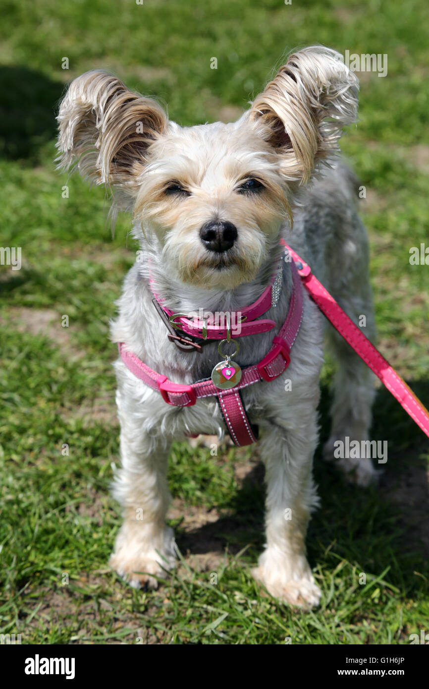 London, UK. 15. Mai 2016. Maude Yorkshire Terrier Westie überqueren die alle Hunde Angelegenheit große Hampstead bellen aus Nächstenliebe Hundeausstellung in Hampstead Heath in London, England. Alle Hunde Materie ist eine Rettung und Rehome Nächstenliebe für Hunde in London und die Rinde Off findet Gelder für die Nächstenliebe sowie verfügbaren Rettungshunde für Annahme zeigen. Bildnachweis: Paul Brown/Alamy Live-Nachrichten Stockfoto