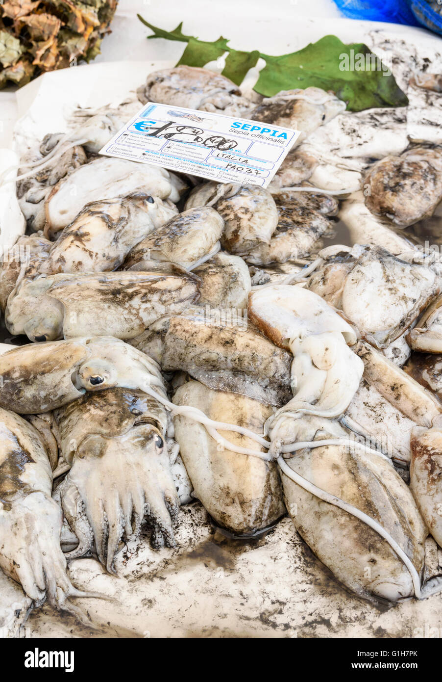 Tintenfische zum Verkauf am kleinen Markt stall in der Campo Santa Margherita, Dorsoduro, Venedig, Italien Stockfoto
