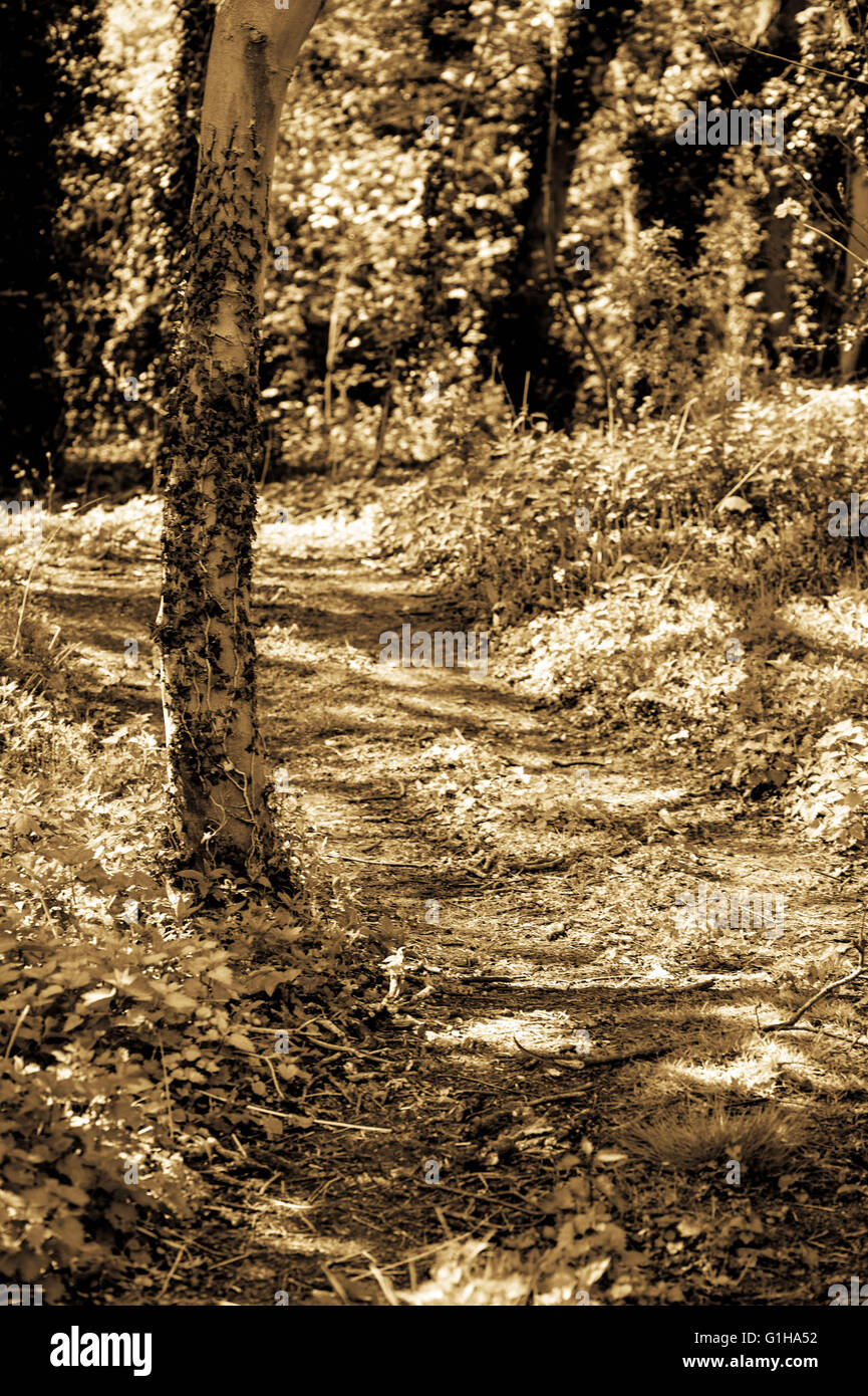 Getönten Monochrome Portrait von einem ruhigen beschaulichen Landschaft Spaziergang in Süd-London England durch Baum gesäumten Wege Stockfoto