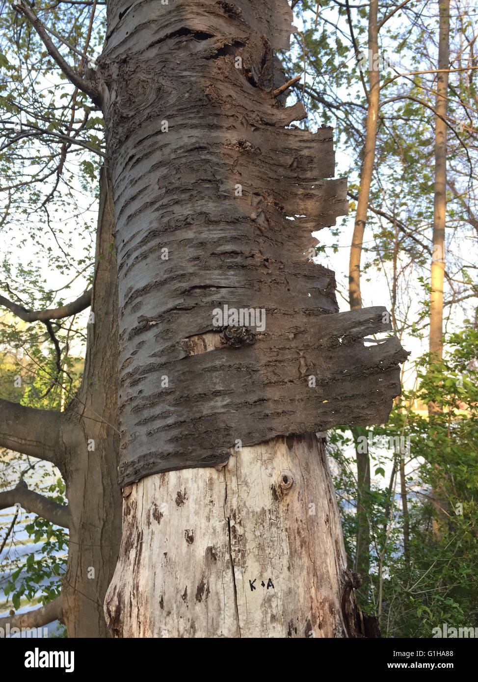 Abblätternde Rinde aus Birke. Stockfoto