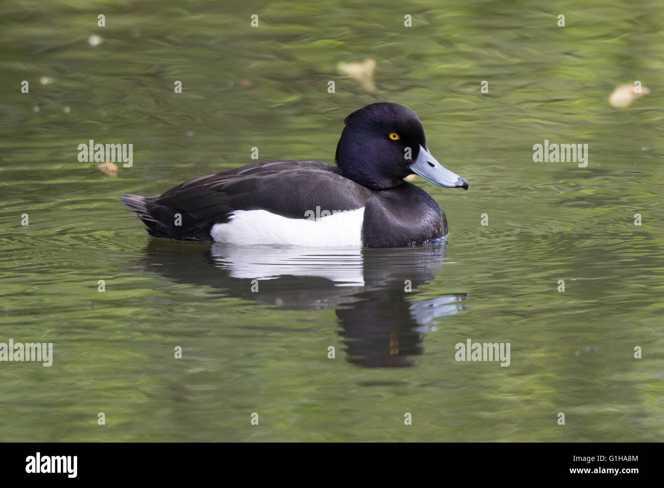Reiherenten, eine gemeinsame Ente Stockfoto