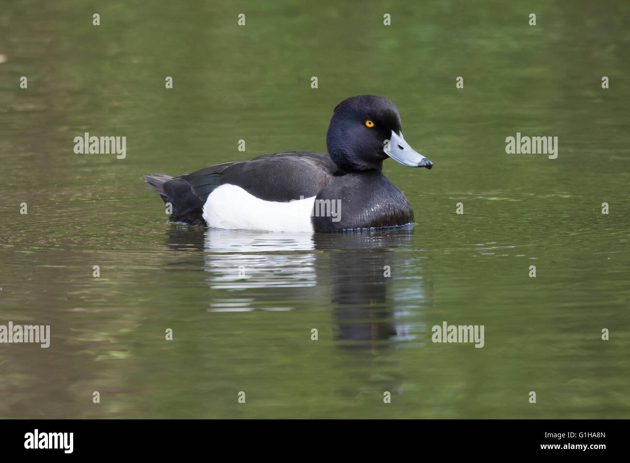 Reiherenten, eine gemeinsame Ente Stockfoto