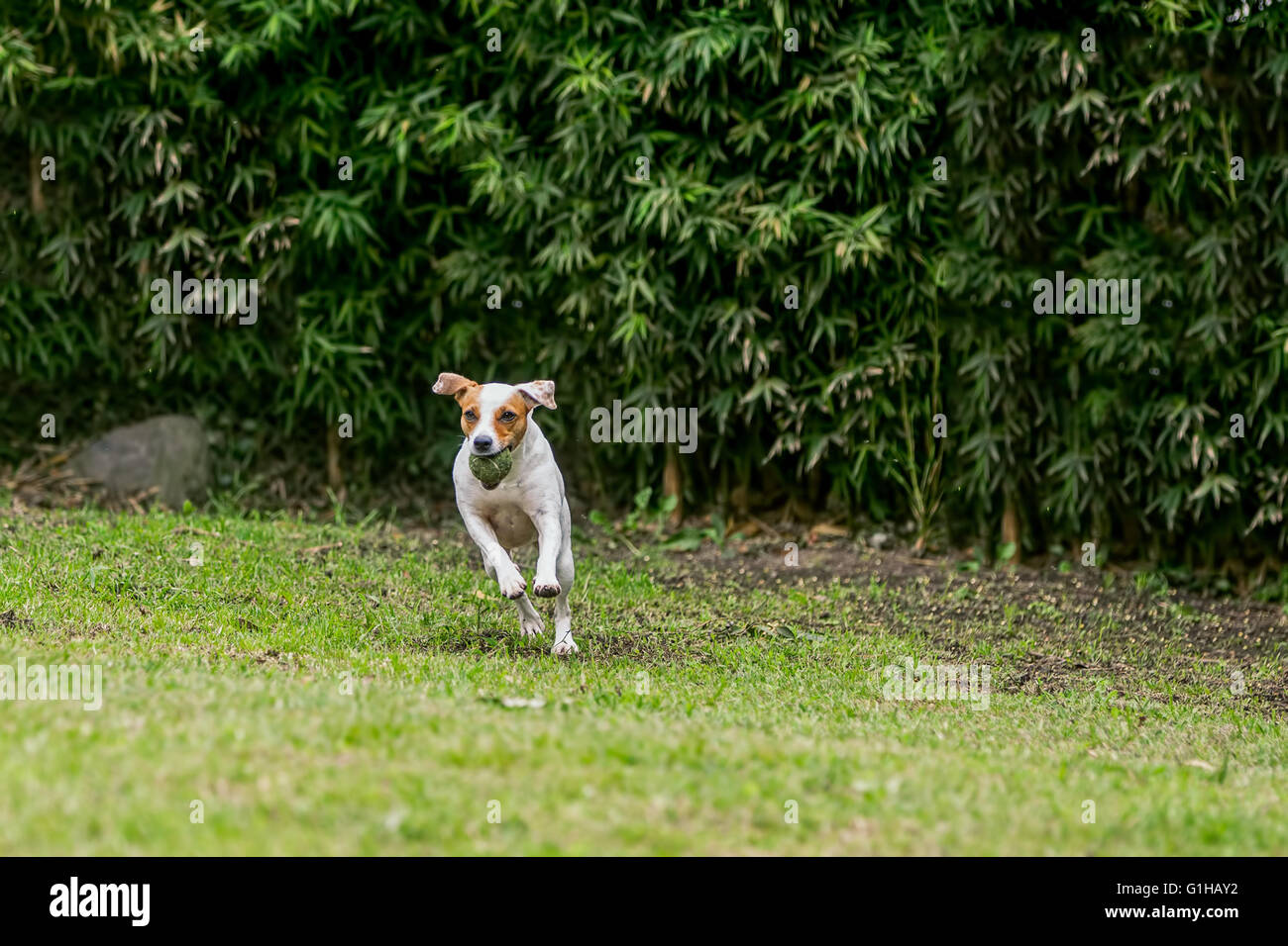 Jack-Russell-Terrier Hund springen auf einem Feld mit seinem Lieblingsspielzeug Stockfoto