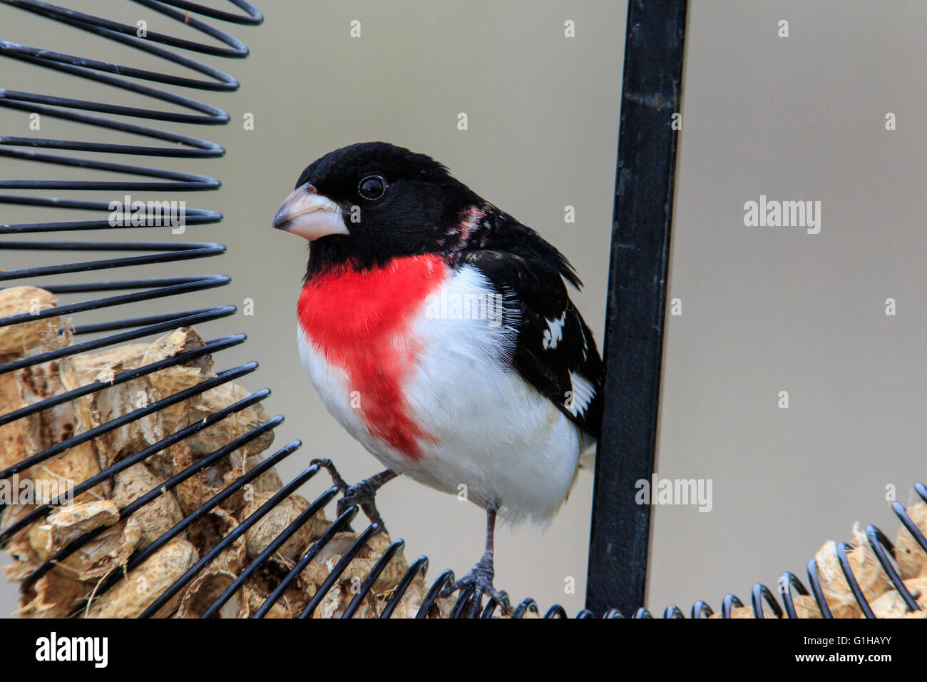 Rose – Breasted Kernbeißer (Pheucticus sich) während der Frühjahrswanderung am Magee Marsh, Ohio Stockfoto