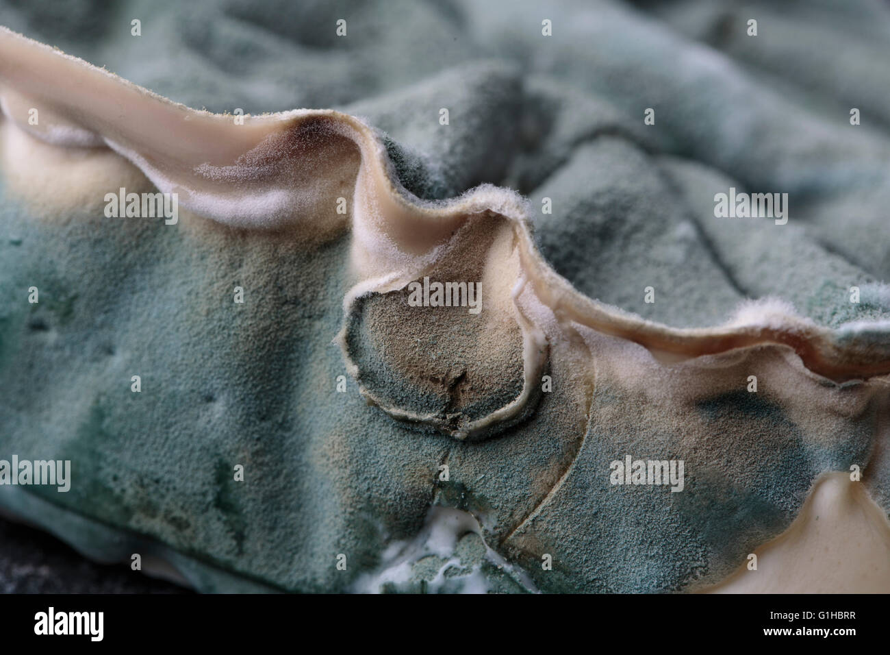 Dunkelgrau oder Schwarz Schimmel Pilz wächst auf Alter Käse Stockfoto