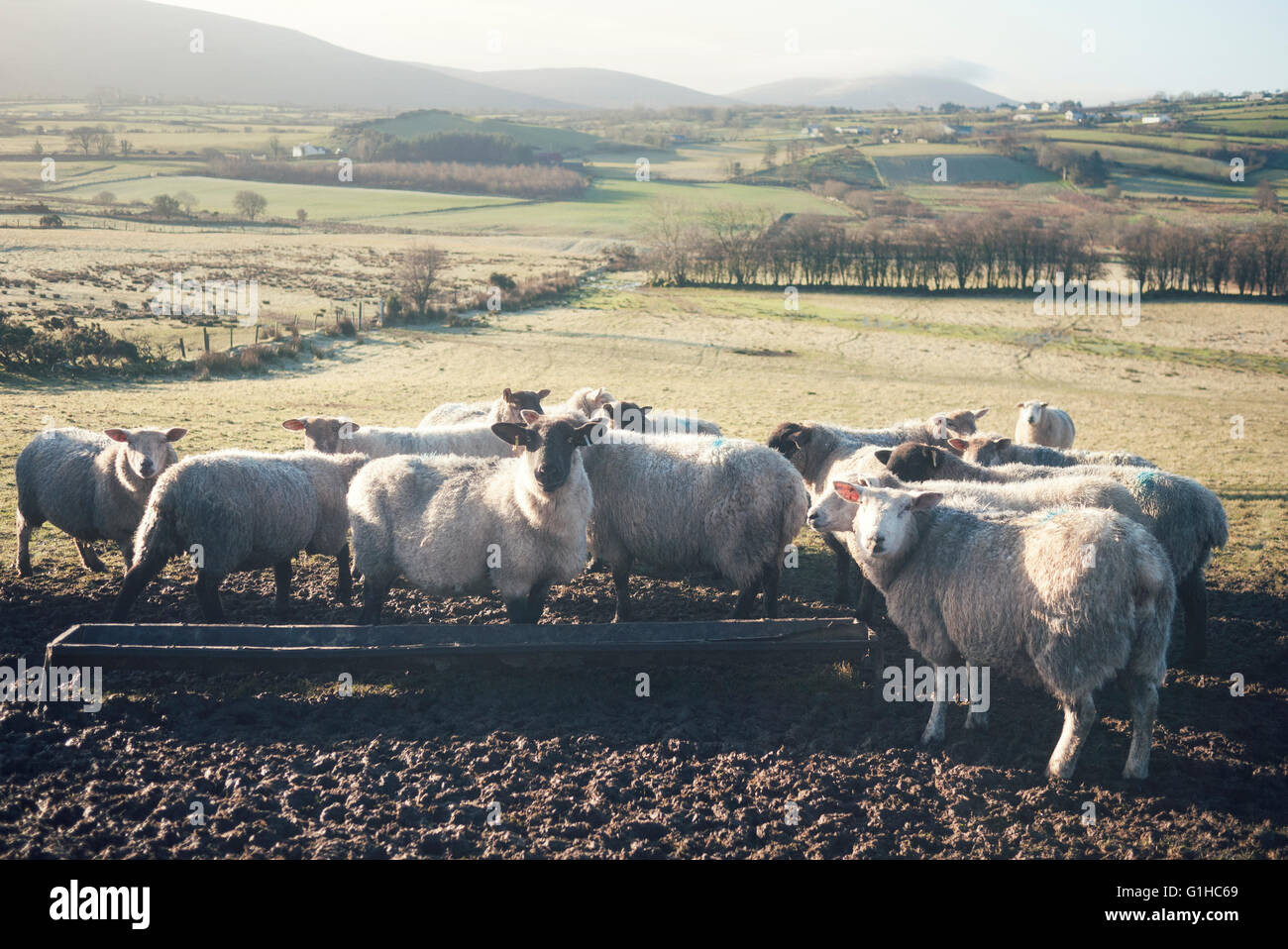 Eine Herde Schafe und Lämmer in einem Feld Beweidung und Fütterung an einem sonnigen Morgen in den Sperrin Mountains in Irland. Stockfoto