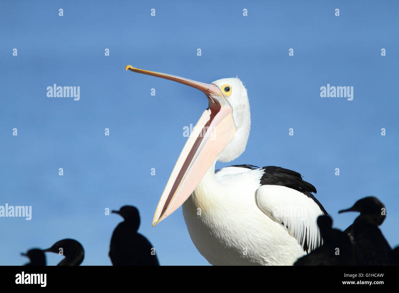 Ein australischer Pelikan, Pelecanus Conspicillatus mit seinem Schnabel weit offen mit Kormoranen im Vordergrund. Stockfoto
